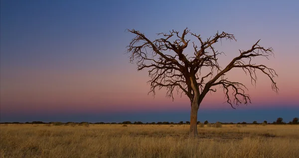 Encantador pôr do sol em Kalahari com árvore morta — Fotografia de Stock