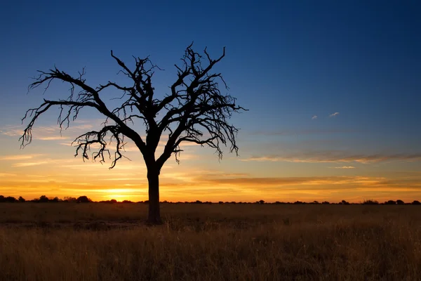 Encantador pôr do sol em Kalahari com árvore morta — Fotografia de Stock