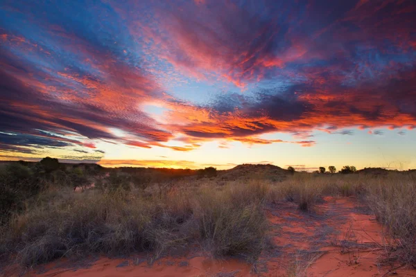 Vackra kalahari solnedgång med dramatiska moln och gräs — Stockfoto