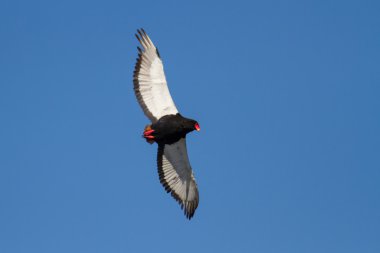 bateleur karşı parlak mavi gökyüzü uçan