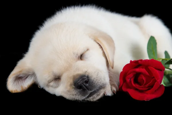 Labrador štěně spát na černou s červenou růží — Stock fotografie