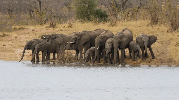 Breeding herd of elephant drinking water at a water dam — Stock Photo, Image