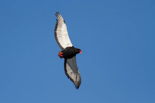 Bateleur volando contra un cielo azul brillante —  Fotos de Stock