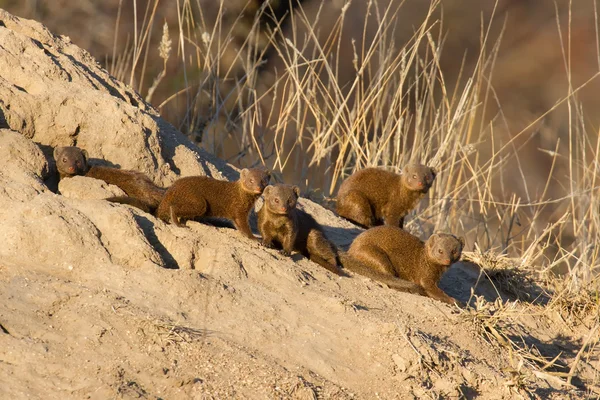 Family of dwarf mongoose sitting on termite nest — Stock Photo, Image