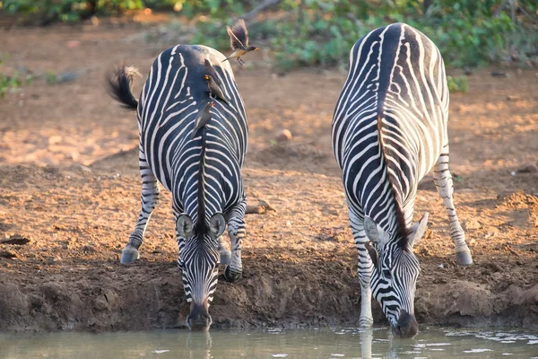 Two zebra down on their knees drinking water at sunset in a with — Stock Photo, Image