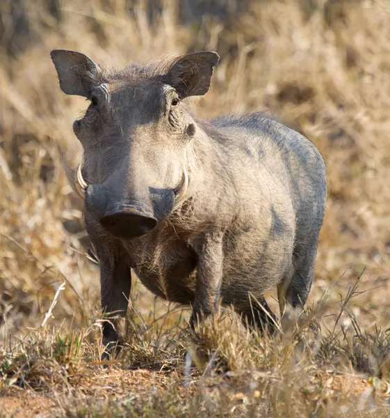 Warthog gordo em pé na grama seca — Fotografia de Stock