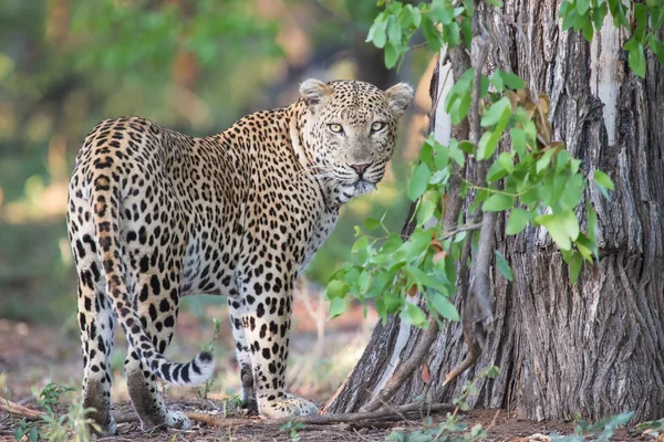 Grande leopardo masculino ocupado marcando seu território na árvore — Fotografia de Stock