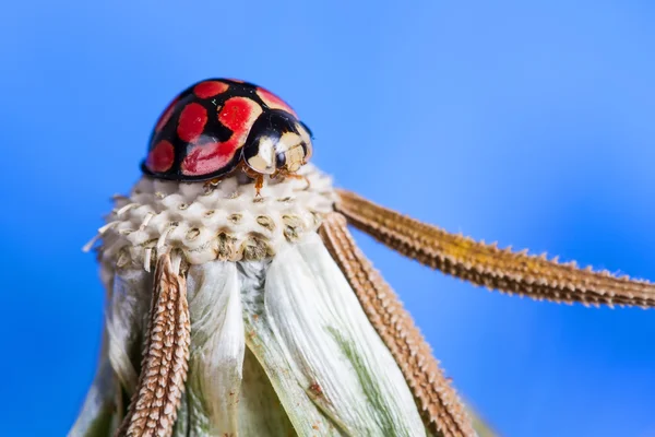 Maskros huvud med en lady bug på topp och blå — Stockfoto