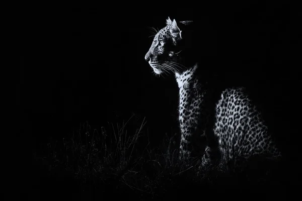 Leopard sitting in darkness hunting prey artistic conversion — Stock Photo, Image