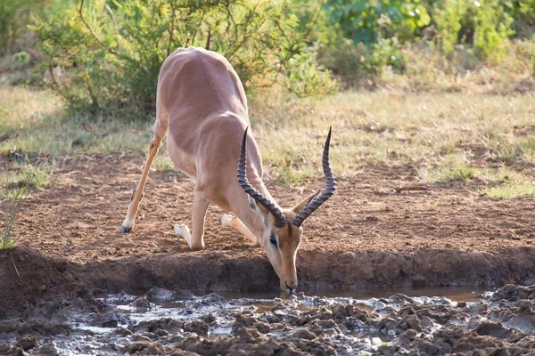 Impala ram down on his knees drinking water at sunset — Stock Photo, Image