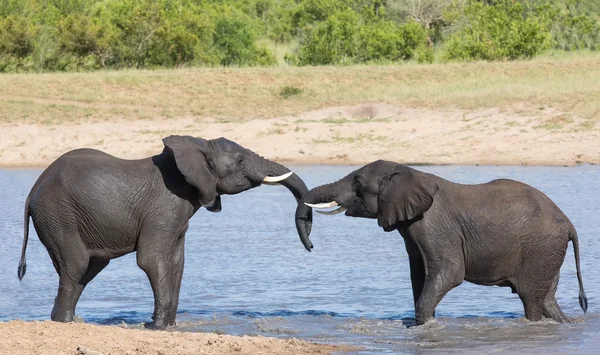Dois elefantes molhados brincam na água e cumprimentam um ao outro — Fotografia de Stock