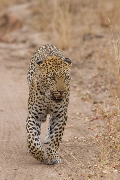 Belo leopardo macho grande andando na natureza — Fotografia de Stock