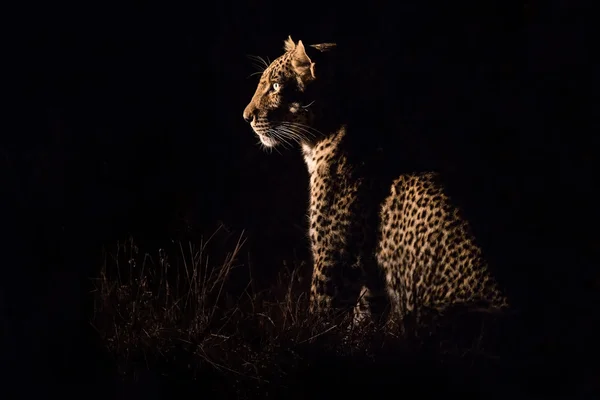 Leopard sitting in darkness hunting prey — Stock Photo, Image