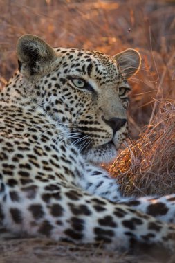 güzel büyük erkek leopard dark toplama doğada dinlenme