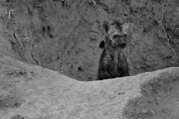 Kleiner Hyänenwelpe spielt außerhalb seiner Höhle — Stockfoto