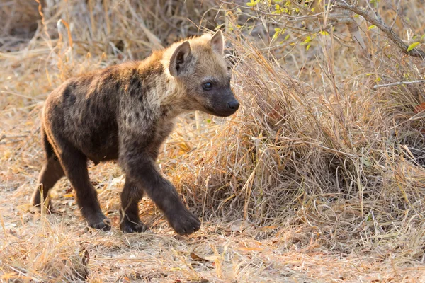 Kleine hyena pup spelen lopen buiten haar den in de vroege ochtend — Stockfoto