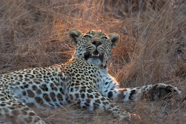 Beautiful large male leopard resting in nature in gathering dark — Stock Photo, Image