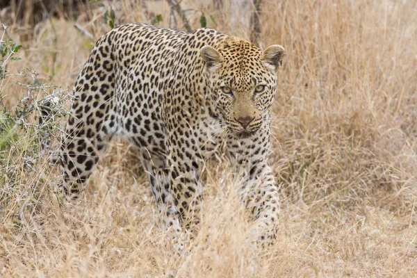 Belo leopardo macho grande andando na natureza — Fotografia de Stock