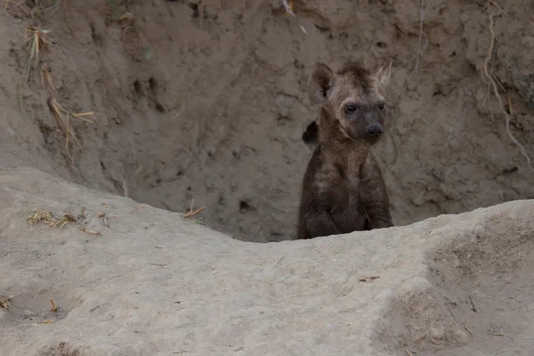 Kleine hyena pup spelen buiten haar den — Stockfoto
