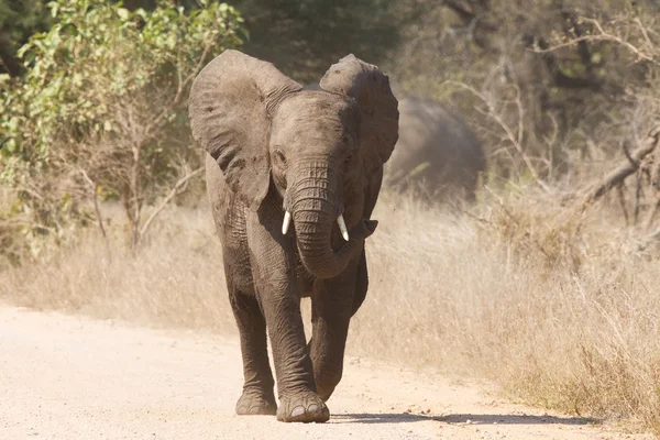 Jovem elefante carga agressiva ao longo de uma estrada para perseguir o perigo — Fotografia de Stock