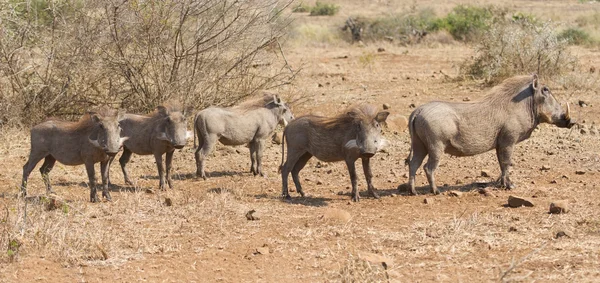 Pano obrázek warthog rodinné postavení v suché buše hledá — Stock fotografie