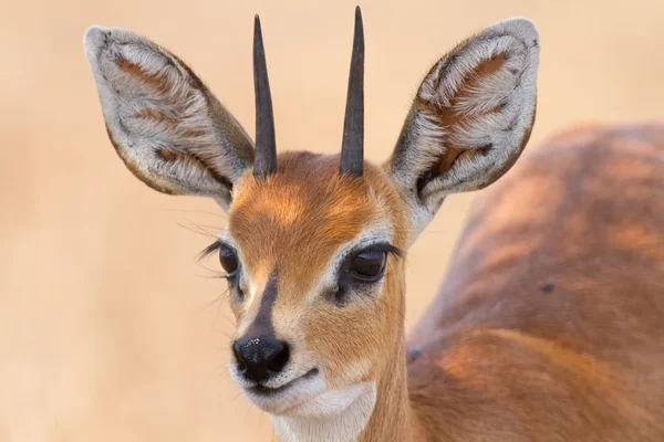 Primer plano de la cabeza de carnero steenbok con hermosos arns detalle —  Fotos de Stock