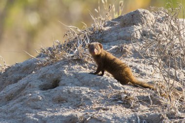 termit yuvası üzerinde oturan cüce Firavun ailesi
