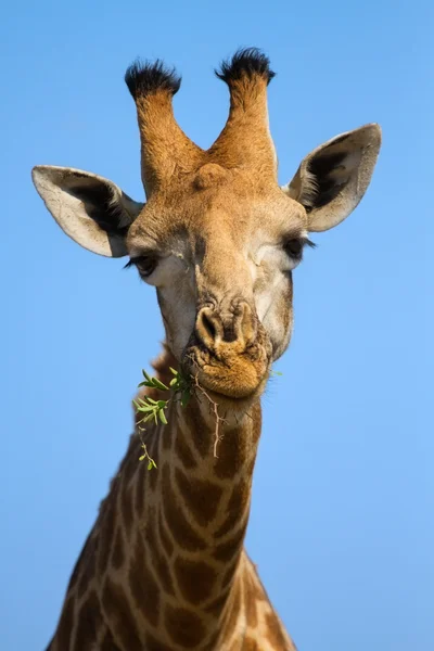 Portrait close-up of giraffe head against a blue sky chew — Stock Photo, Image