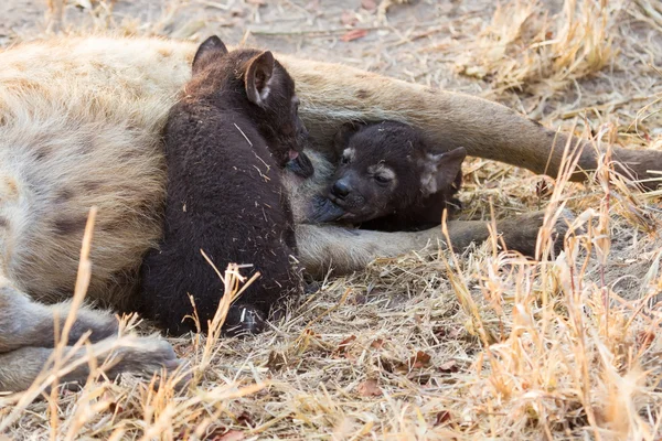 Hungry hyena pups drinking milk from mother suckle — Stock Photo, Image