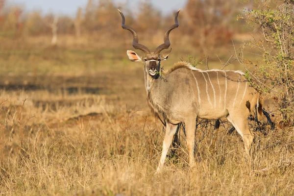 Grand taureau kudu avec de belles cornes mangeant les feuilles d'une épine — Photo