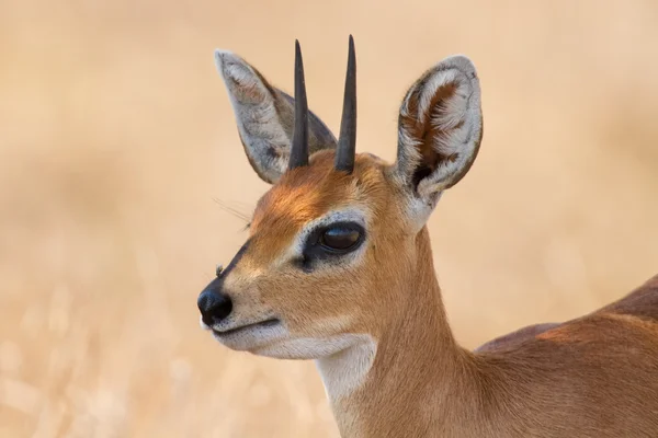 Close-up van Steenbokantilope ram hoofd met mooie harns detail — Stockfoto