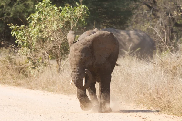Giovane elefante carica aggressiva lungo una strada per inseguire il pericolo — Foto Stock