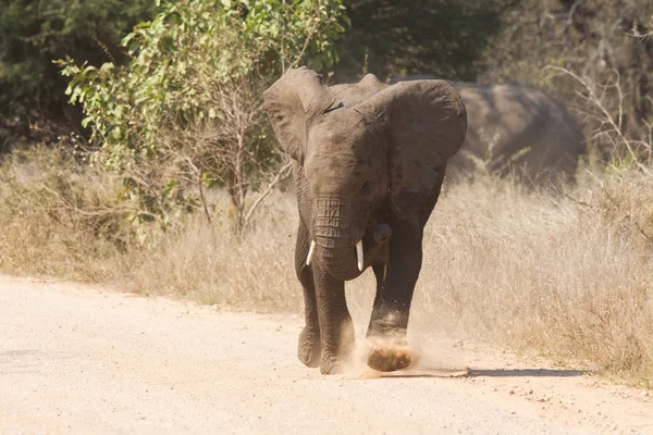 Young elephant charge aggressive along a road to chase danger — Stock Photo, Image