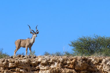 Lone male kudu bull gorgeous horns standing in dry desert clipart
