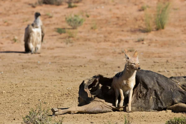 Hungry Black backed jackal eating on a hollow carcass in the des — Stock Photo, Image