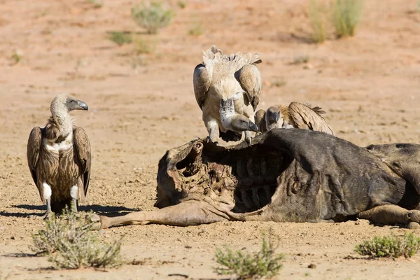 Gieren gevechten bij karkas voor overheersing van het voedsel in kalah — Stockfoto