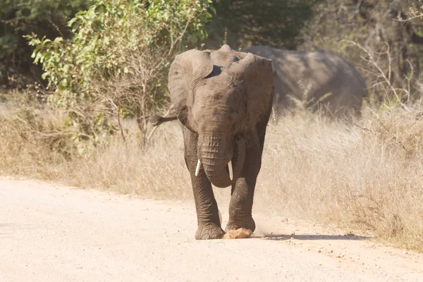 Young elephant charge aggressive along a road to chase danger — Stock Photo, Image