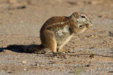 onun gıda sabah su yemek kum üzerine oturan küçük zemin sincap