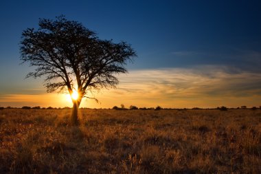 kalahari ölü bir ağaç güzel gün batımı