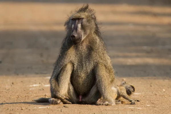 Baboon family play to strengthen bonds and having fun nature — Stock Photo, Image
