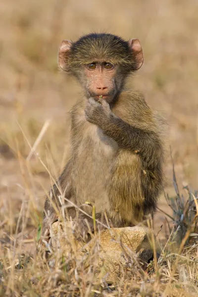 Lindo bebé babuino sentarse en marrón hierba aprender acerca de la naturaleza lo que t —  Fotos de Stock