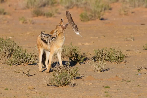 En svart backas jackal lek med stor fjäder i torr öken ha — Stockfoto