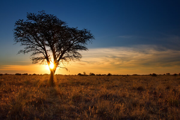 Lovely sunset in Kalahari with dead tree