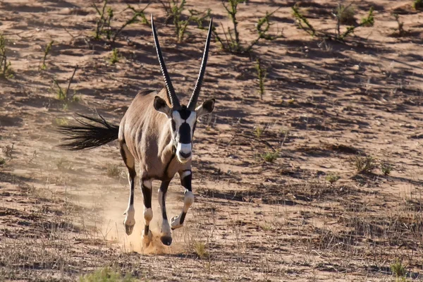 Durstige und hungrige Oryx, die am späten Nachmittag eine Düne hinunterlaufen — Stockfoto