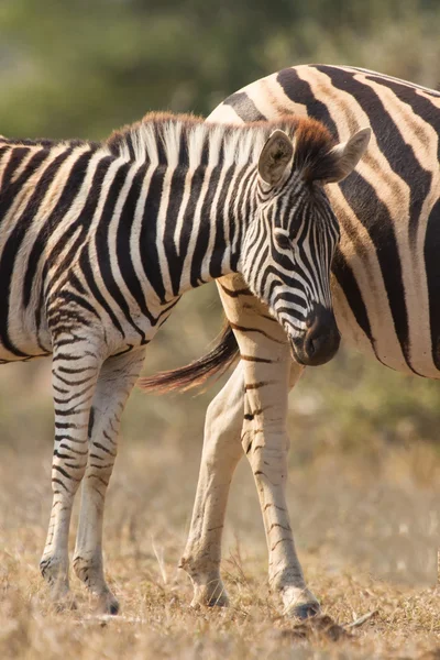 Zebra mare and foal standing close together in bush for safety — Stock Photo, Image