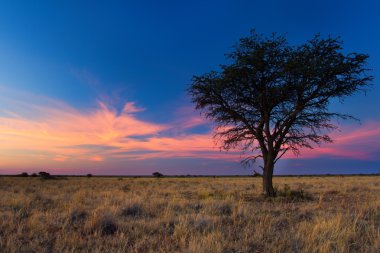 kalahari ölü bir ağaç güzel gün batımı