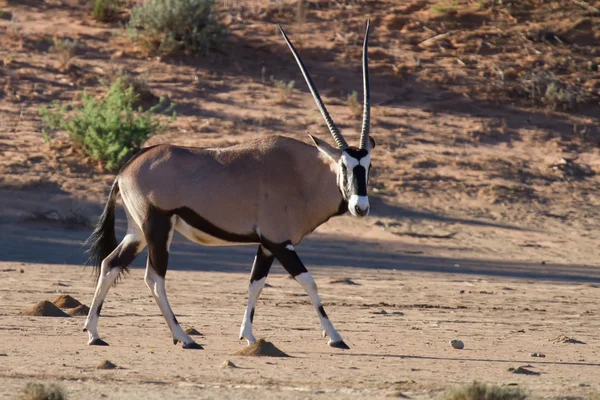 Oryx žízeň a hlad po Duně v pozdních afternoo — Stock fotografie