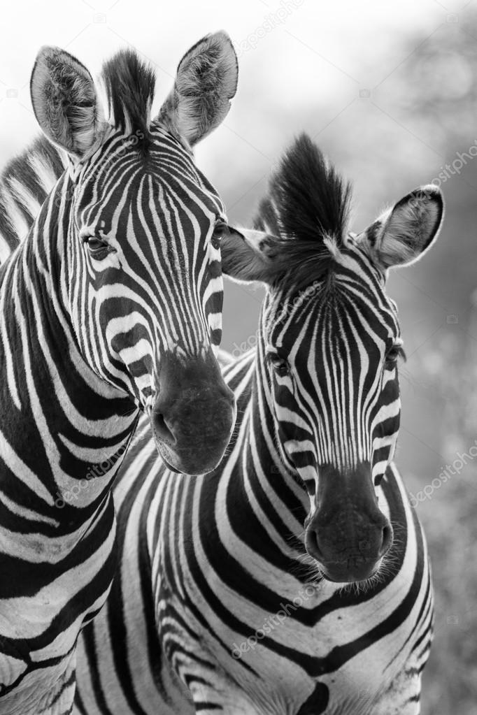 Zebra mare and foal standing close together in bush for safety a