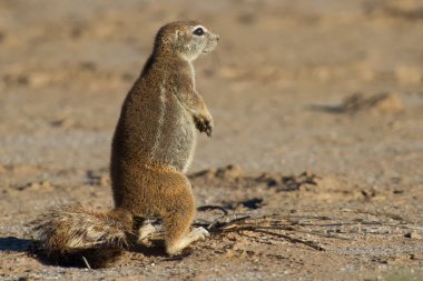 onun gıda sabah su yemek kum üzerine oturan küçük zemin sincap