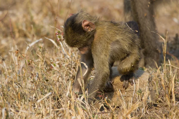 Cute baby baboon sit in brown grass learning about nature what t — Stock Photo, Image